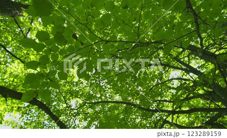 Summer Summer Nature On A Sunny Day. Beautiful Forest With Green Leaves. Green Foliage Of Trees With Afternoon Sun. Gimbal shot. 123289159