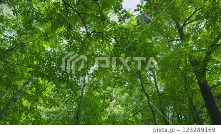 Summer Summer Nature On A Sunny Day. Beautiful Forest With Green Leaves. Green Foliage Of Trees With Afternoon Sun. Gimbal shot. Summer Summer Nature On A Sunny Day. Beautiful Forest With Green Leaves. Green Foliage Of Trees With Afternoon Sun. Gimbal shot. 123289169