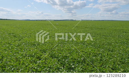 Soybean Field At Diffused Light. Agricultural Business Concept. Lush Green Soybean Growth. Beautiful Plant Sprouts On Field. Soybean Field At Diffused Light. Agricultural Business Concept. Lush Green Soybean Growth. Beautiful Plant Sprouts On Field. 123289210