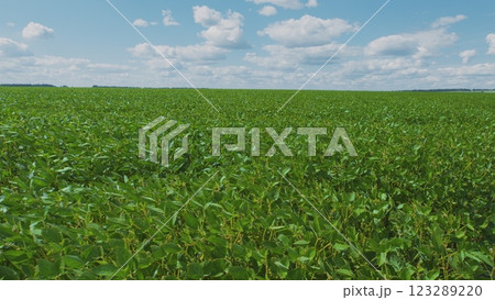 Young Soybean Sprouts On Field. Soybean Plantation A Field Green Bean Plant. Soybean Soy Field Of Green Plants A General Plan Nature Agriculture. Young Soybean Sprouts On Field. Soybean Plantation A Field Green Bean Plant. Soybean Soy Field Of Green Plants A General Plan Nature Agriculture. 123289220