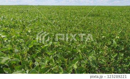 Business Agriculture Concept. Soybean Soy Field. Bio Lifestyle Farm. Soybean Cultivation. Agricultural Scene. Business Agriculture Concept. Soybean Soy Field. Bio Lifestyle Farm. Soybean Cultivation. Agricultural Scene. 123289221