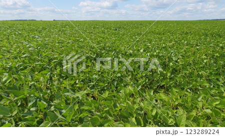 Business Farming Concept. Lifestyle Large Green Field Of Soybean Sprouts Under Sky. Young Sprout Growing Fresh. Business Farming Concept. Lifestyle Large Green Field Of Soybean Sprouts Under Sky. Young Sprout Growing Fresh. 123289224