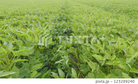 Young Soybean Sprouts On Field. Soybean Plantation A Field Green Bean Plant. Soybean Soy Field Of Green Plants A General Plan Nature Agriculture. 123289240