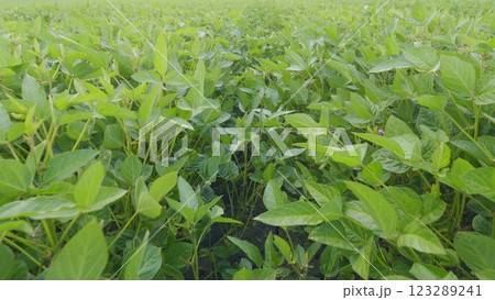 Cultivated Soybean Field Ripening At Summer Season. Seedling Are Growing In Soil With Backdrop Of Sunlight. Green Fields In Summer. 123289241