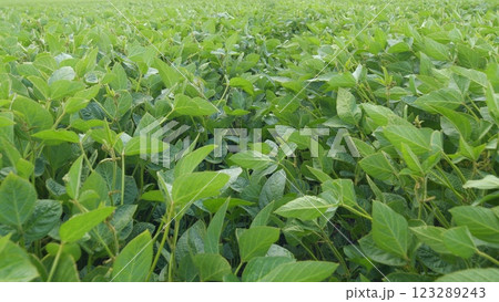 Soy Field. Soybean Plants During Growing Phase. Green Ripening Soybean Field. Agricultural Landscape. Soybean Crop. Soy Field. Soybean Plants During Growing Phase. Green Ripening Soybean Field. Agricultural Landscape. Soybean Crop. 123289243