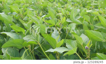 Green Cultivated Soybean Plants In Field. Soybean Field Ripening At Spring Season. General Plan Nature Agriculture. Green Cultivated Soybean Plants In Field. Soybean Field Ripening At Spring Season. General Plan Nature Agriculture. 123289245