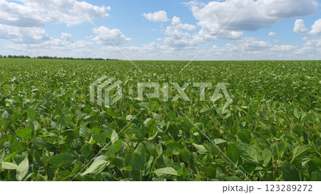 Business Agriculture Concept. Soybean Soy Field. Bio Lifestyle Farm. Soybean Cultivation. Agricultural Scene. Business Agriculture Concept. Soybean Soy Field. Bio Lifestyle Farm. Soybean Cultivation. Agricultural Scene. 123289272