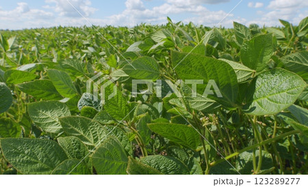 Crops Of Soy Bean Plants. Soybean Plants In Wind Slow Motion. Green Cultivated Soybean Plants In Field Are Swaying In Wind. Crops Of Soy Bean Plants. Soybean Plants In Wind Slow Motion. Green Cultivated Soybean Plants In Field Are Swaying In Wind. 123289277