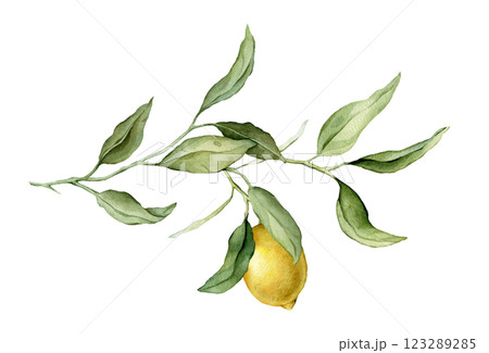 Lemon Fruit big Branch. Hand drawn watercolor illustration of yellow tropical citrus Food on white isolated background. Drawing of lemon tree with green leaves. Sketch of juicy for menu. Lemon Fruit big Branch. Hand drawn watercolor illustration of yellow tropical citrus Food on white isolated background. Drawing of lemon tree with green leaves. Sketch of juicy for menu. 123289285