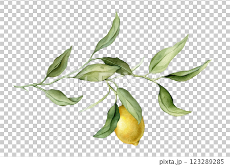 Lemon Fruit big Branch. Hand drawn watercolor illustration of yellow tropical citrus Food on white isolated background. Drawing of lemon tree with green leaves. Sketch of juicy for menu. Lemon Fruit big Branch. Hand drawn watercolor illustration of yellow tropical citrus Food on white isolated background. Drawing of lemon tree with green leaves. Sketch of juicy for menu. 123289285