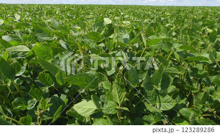Business Farming Concept. Lifestyle Large Green Field Of Soybean Sprouts Under Sky. Young Sprout Growing Fresh. Business Farming Concept. Lifestyle Large Green Field Of Soybean Sprouts Under Sky. Young Sprout Growing Fresh. 123289286