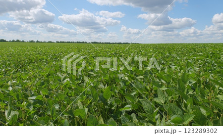 Young Soybean Sprouts On Field. Soybean Plantation A Field Green Bean Plant. Soybean Soy Field Of Green Plants A General Plan Nature Agriculture. Young Soybean Sprouts On Field. Soybean Plantation A Field Green Bean Plant. Soybean Soy Field Of Green Plants A General Plan Nature Agriculture. 123289302