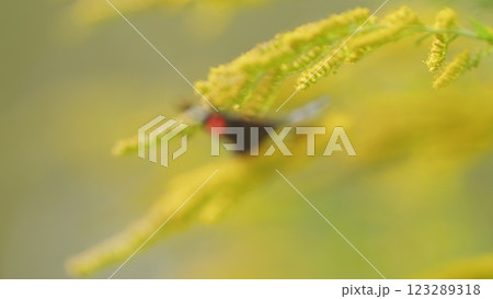Red Admiral Butterfly Or Vanessa Atalanta Feeding On Yellow Flowers. Natural Behavior Of A Butterfly In Nature. Flower And Butterfly. Close Up. Red Admiral Butterfly Or Vanessa Atalanta Feeding On Yellow Flowers. Natural Behavior Of A Butterfly In Nature. Flower And Butterfly. Close Up. 123289318