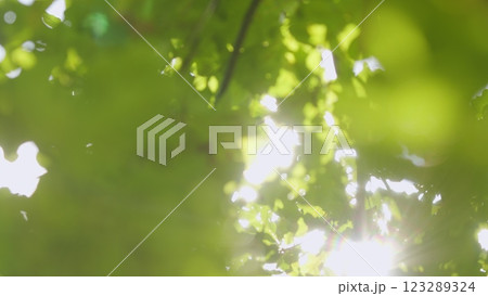 Green Foliage On Forest Tree In Sun Light On Summer Morning. A Ray Of Sunshine Through Foliage Of Trees. Beautiful Spring Sun Shine Through Birch Tree Green Leaves. Bokeh. Green Foliage On Forest Tree In Sun Light On Summer Morning. A Ray Of Sunshine Through Foliage Of Trees. Beautiful Spring Sun Shine Through Birch Tree Green Leaves. Bokeh. 123289324