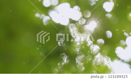 Tree Tall With Top Sky Summer. Bright Sunbeams Shine Through Tree. Summer Forest Trees. Sunbeams Shining Through Lush Green Leaves On Branches In Tree Canopies. Bokeh. Tree Tall With Top Sky Summer. Bright Sunbeams Shine Through Tree. Summer Forest Trees. Sunbeams Shining Through Lush Green Leaves On Branches In Tree Canopies. Bokeh. 123289325