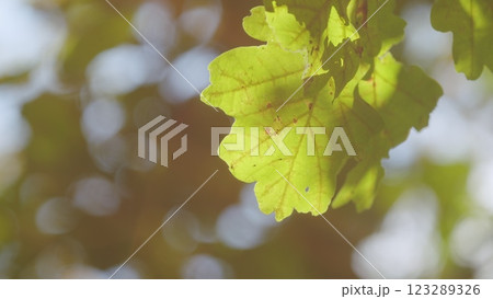 Oak Tree Leaves In Autumn. Abstract Background Of Autumn Leaves. Oak Leaves In Autumn Autumn Oak Leaves In Sun. Oak Tree Leaves In Autumn. Abstract Background Of Autumn Leaves. Oak Leaves In Autumn Autumn Oak Leaves In Sun. 123289326