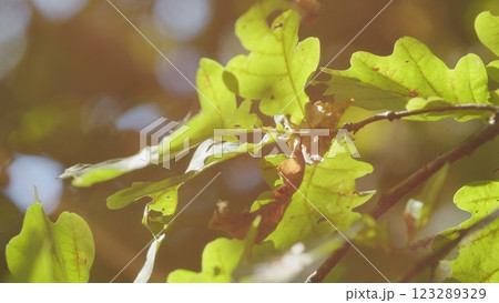 Oak Branch With Autumn Yellow And Orange Leaves. Autumn Brunch Of Oak Tree. Oak Leaves In Autumn. 123289329