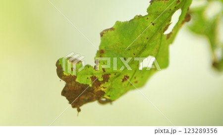 Colorful Autumn Oak Leaves. Autumn Background With Dry Oak Leaves. Autumn Trees And Leaves Sunny Day. Colorful Autumn Oak Leaves. Autumn Background With Dry Oak Leaves. Autumn Trees And Leaves Sunny Day. 123289356