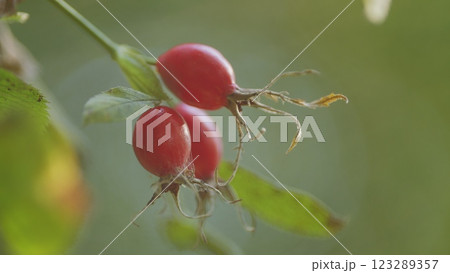 Botany And Flora Concept. Rosa Canina Being Rich In Antioxidants And Vitamin C. Autumn Berries. Rose Hip Fruit On Branch. Botany And Flora Concept. Rosa Canina Being Rich In Antioxidants And Vitamin C. Autumn Berries. Rose Hip Fruit On Branch. 123289357