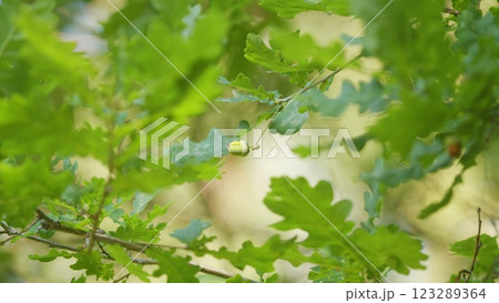 Fresh Young Green Oak Leaves In Bright Sun Light. Beautiful Oak Tree Foliage In Sunny Weather. Green Oak Leaves Of A Tree On A Soft Sunlight Background. Fresh Young Green Oak Leaves In Bright Sun Light. Beautiful Oak Tree Foliage In Sunny Weather. Green Oak Leaves Of A Tree On A Soft Sunlight Background. 123289364