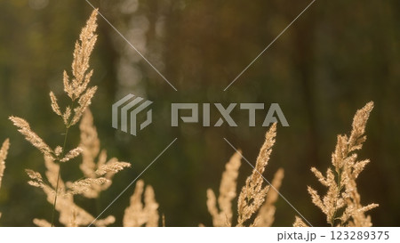 Calming Nature Scenery. Fluffy Stems Of Tall Grass In Autumn. Reeds Swaying In Wind During Sunset. Calming Nature Scenery. Fluffy Stems Of Tall Grass In Autumn. Reeds Swaying In Wind During Sunset. 123289375