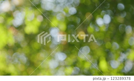 Fall Green Yellow Tree Branch Lush Swaying. Bright Autumn Leaves Of Trees. Yellow And Green Leaves Moving By Afternoon Breeze. Bokeh. 123289378