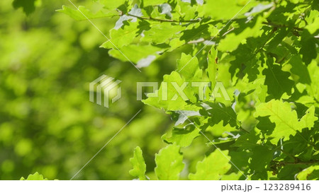 Oak With Green Foliage In Spring Season. Oak Tree With Green Leaves In Forest. Grove Of Oaks With Young Spring Green Foliage Against Background Of Blue Sky. Steadicam Shot. 123289416