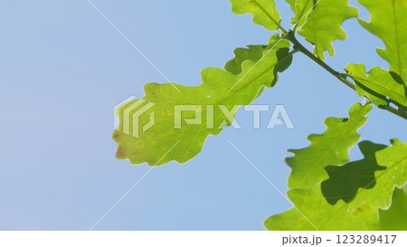 Beautiful Colorful Leaves In Autumn Forest. Autumn Season Oak Trees With Falling Foliage. Close up. 123289417