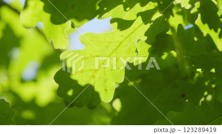 Green Healthy Oak Clearly Visible Foliage And Branches. Sun Shining Through Green Oak Leaves. Tree In Forest. Majestic Sight Of A Big And Beautiful Green Oak. Gimbal shot. 123289419