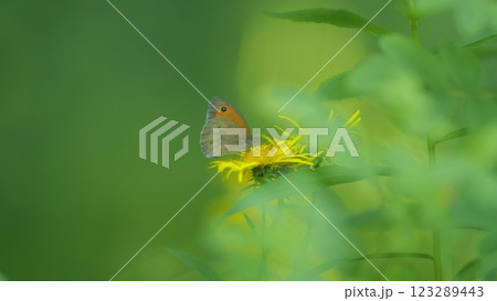 Meadow Brown Or Maniola Jurtina Butterfly. Common Throughout Europe. Meadow Brown Or Maniola Jurtina Butterfly. Common Throughout Europe. 123289443