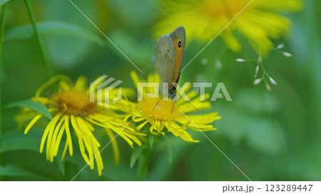 Meadow Brown Butterfly Or Maniola Jurtina Feeding On Nectar Of Summer Flower. 123289447