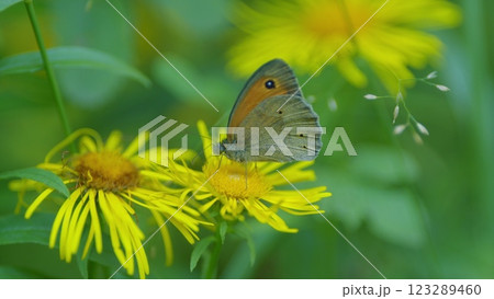 Meadow Brown Or Maniola Jurtina Butterfly. Common Throughout Europe. 123289460