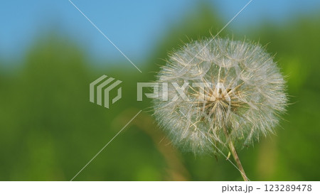 Freshness Concepts. Beauty In Nature. Bloomed Dandelion With Seeds On Natural Background. Dandelion Flower Plant. Large Dandelion Developing In Wind. 123289478