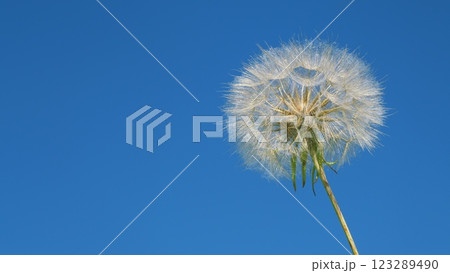 Dandelion Seeds Background. Wind Gently Blows. Fluffy Dandelion Bulb Across Sunlit Countryside. Spring Themes. Gimbal shot. Dandelion Seeds Background. Wind Gently Blows. Fluffy Dandelion Bulb Across Sunlit Countryside. Spring Themes. Gimbal shot. 123289490