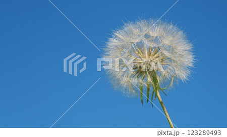 Field Of Dandelions Against Blue Sky. Dandelion Seed Head In A Field Of Tall Grass. Dandelion Seed Heads In A Grassy Field On A Sunny Day. Slow motion. Field Of Dandelions Against Blue Sky. Dandelion Seed Head In A Field Of Tall Grass. Dandelion Seed Heads In A Grassy Field On A Sunny Day. Slow motion. 123289493