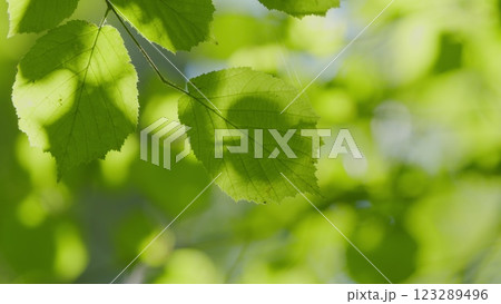 Forest Is A Natural Resource And Place For Recreation. Rich Green Leaves Of A Tree Waving. Travel Vacation Nature Concept. Close Up. Forest Is A Natural Resource And Place For Recreation. Rich Green Leaves Of A Tree Waving. Travel Vacation Nature Concept. Close Up. 123289496