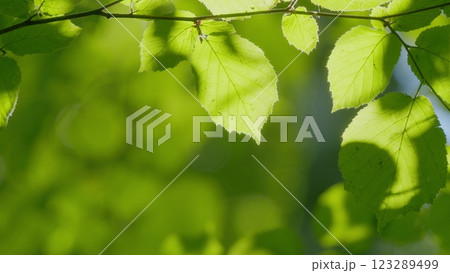 Travel Vacation Nature Concept. Green Forest In Rays Of Rising Sun. Beautiful Canopy. Beautiful Summer Morning In Forest. Gimbal shot. Travel Vacation Nature Concept. Green Forest In Rays Of Rising Sun. Beautiful Canopy. Beautiful Summer Morning In Forest. Gimbal shot. 123289499