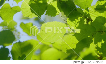 Beautiful Summer Morning In Forest. Moving In Spring Forest. Beautiful Sunny Morning In Green Forest. Green Trees In Forest. Gimbal shot. Beautiful Summer Morning In Forest. Moving In Spring Forest. Beautiful Sunny Morning In Green Forest. Green Trees In Forest. Gimbal shot. 123289503