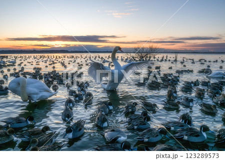 鴨と白鳥とカモメが飛び交う北浦の朝 鴨と白鳥とカモメが飛び交う北浦の朝 123289573