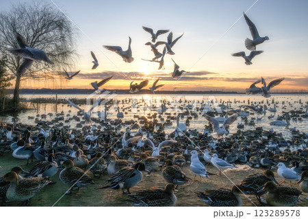 鴨と白鳥とカモメが飛び交う北浦の朝 123289578