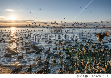 鴨と白鳥とカモメが飛び交う北浦の朝 123289583