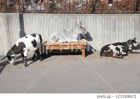 板橋区立こども動物園 東板橋公園内 板橋区立こども動物園 東板橋公園内 123289621