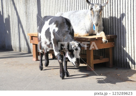 板橋区立こども動物園　東板橋公園内 123289623