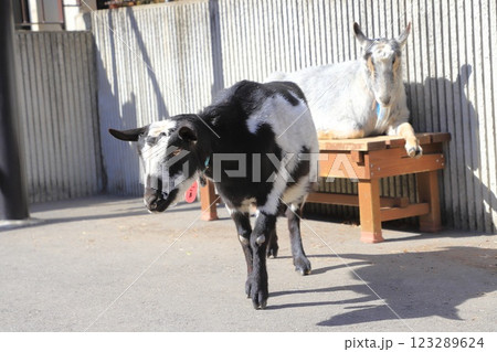 板橋区立こども動物園 東板橋公園内 板橋区立こども動物園 東板橋公園内 123289624