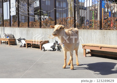 板橋区立こども動物園 東板橋公園内 板橋区立こども動物園 東板橋公園内 123289629