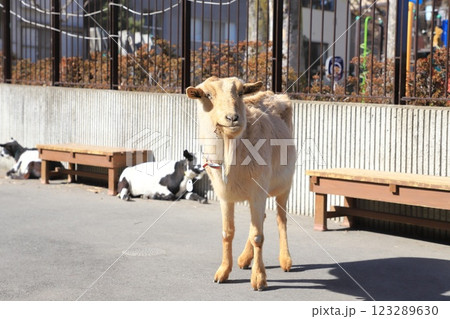 板橋区立こども動物園　東板橋公園内 123289630