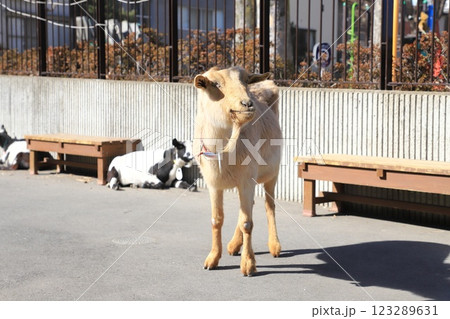 板橋区立こども動物園　東板橋公園内 123289631