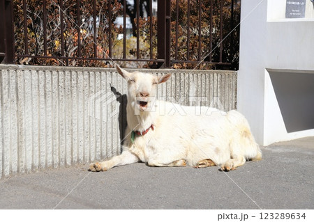 板橋区立こども動物園　東板橋公園内 123289634