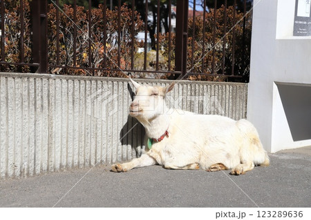 板橋区立こども動物園　東板橋公園内 123289636