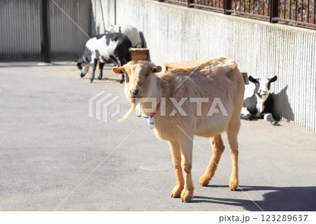 板橋区立こども動物園 東板橋公園内 板橋区立こども動物園 東板橋公園内 123289637